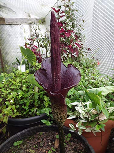 PLAT FIRM GERMINATIONSAMEN: Amorphophallus rivieri var Konjac BIRNE VOODOO LILY AMORPHOPHALLUS 34-43 Gramm PLAT FIRM GERMINATIONSAMEN: Amorphophallus rivieri var Konjac BIRNE VOODOO LILY AMORPHOPHALLUS 34-43 Gramm von PLATFIRM