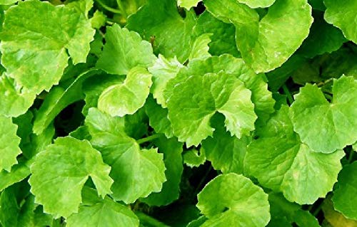 PLAT FIRM GERMINATIONSAMEN: CENTELLA ASIATICA hydrocotyle gotu kola 200 samen frescas von PLATFIRM