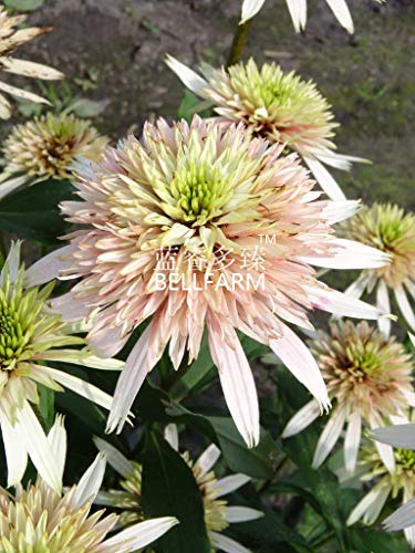PLAT FIRM GERMINATIONSAMEN: Echinacea 'Cherry Fluff' MehrjÃƒ¤hrige Sonnenblumen, 200 Samen, doppelt blÃƒ¼hend von PLATFIRM
