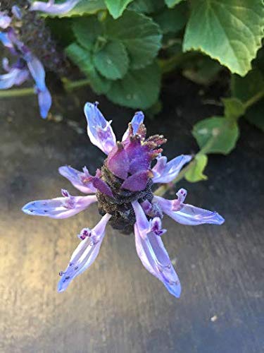 PLAT FIRM GERMINATIONSAMEN: Furchtsame Katzenanlage - Coleus Canina - Plectranthus Caninus - zwei Stecklinge PLAT FIRM GERMINATIONSAMEN: Furchtsame Katzenanlage - Coleus Canina - Plectranthus Caninus - zwei Stecklinge von PLATFIRM