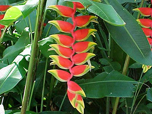 PLAT FIRM GERMINATIONSAMEN: Heliconia Rostrata Seltene Vielfalt - 1 Rhizom - Ziergartenpflanze PLAT FIRM GERMINATIONSAMEN: Heliconia Rostrata Seltene Vielfalt - 1 Rhizom - Ziergartenpflanze von PLATFIRM