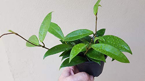 PLAT FIRM GERMINATIONSAMEN: Hoya Green Jade Wax Plant ===> 4-Zoll-Topf - Vining! von PLATFIRM