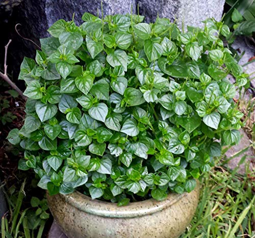 PLAT FIRM GERMINATIONSAMEN: Hut Giong Rau Cang Cua Peperomia Pellucida, Krasang p 2.000 Samen PLAT FIRM GERMINATIONSAMEN: Hut Giong Rau Cang Cua Peperomia Pellucida, Krasang p 2.000 Samen von PLATFIRM