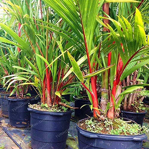 PLAT FIRM GERMINATIONSAMEN: Lippenstift-Palme Cyrtostachys Renda-Baum-rotes Dichtungs-Wachs-Palmen-Samen-Bonsai-Topfpflanze von PLATFIRM