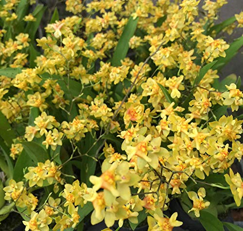 PLAT FIRM GERMINATIONSAMEN: Oncidium Twinkle Yellow 1 Pflanze ORCHIDEENARTEN PLAT FIRM GERMINATIONSAMEN: Oncidium Twinkle Yellow 1 Pflanze ORCHIDEENARTEN von PLATFIRM