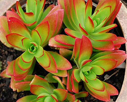 PLAT FIRM GERMINATIONSAMEN: Sukkulente lebende Pflanze - Crassula capitella 'Camp' - 2 Stecklinge PLAT FIRM GERMINATIONSAMEN: Sukkulente lebende Pflanze - Crassula capitella 'Camp' - 2 Stecklinge von PLATFIRM
