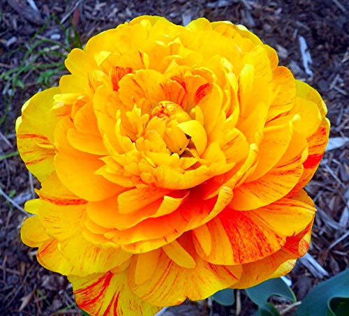 PLAT FIRM GERMINATIONSAMEN: Sunlover Double Late Mix Tulpe 8 Zwiebeln - 12 / + cm Zwiebeln von PLATFIRM