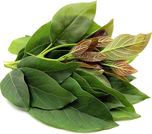 PLAT FIRM KEIM SEEDS: 10: FRESH Avocado Blätter 100% Bio-Tee-Blatt von den sonnigen Süd-Florida PLAT FIRM KEIM SEEDS: 10: FRESH Avocado Blätter 100% Bio-Tee-Blatt von den sonnigen Süd-Florida von PLATFIRM