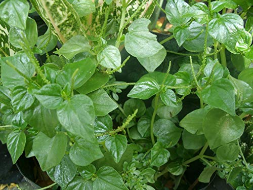 PLAT FIRM KEIM SEEDS: 100 Samen Peperomia-pellucida-Pansit-pansitan-Es ist ein Thai herb - gesund essen PLAT FIRM KEIM SEEDS: 100 Samen Peperomia-pellucida-Pansit-pansitan-Es ist ein Thai herb - gesund essen von PLATFIRM