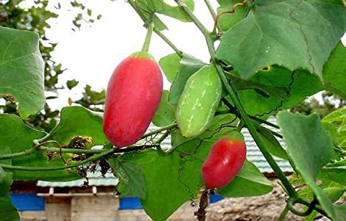 PLAT FIRM KEIM SEEDS: Efeu Kürbis kuduri wies Kürbis parval Parwal Scharlach Kürbis Tindora 20 Samen PLAT FIRM KEIM SEEDS: Efeu Kürbis kuduri wies Kürbis parval Parwal Scharlach Kürbis Tindora 20 Samen von PLATFIRM