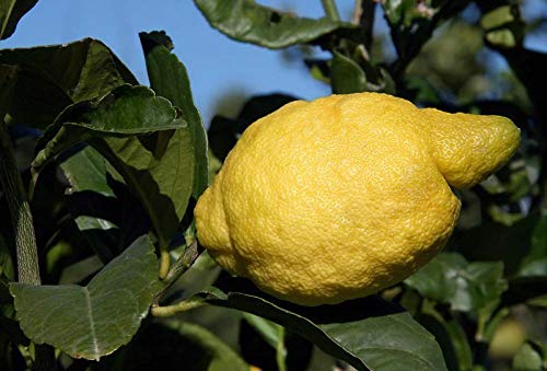 PLAT FIRM KEIM SEEDS: Lemon Tree Samen- Amalfi Coast - Sfusato Amalfitano - italienischer Herkunft - 10 Samen PLAT FIRM KEIM SEEDS: Lemon Tree Samen- Amalfi Coast - Sfusato Amalfitano - italienischer Herkunft - 10 Samen von PLATFIRM