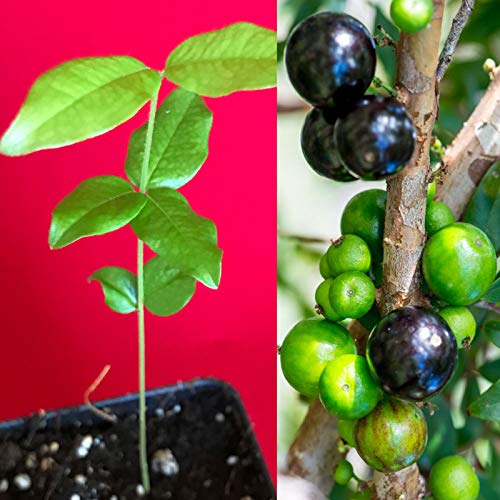 PLATFIRM Keim Seeds: Jabuticaba Myrciaria CaulifloraSabaraSeedling Pflanze Obstbaum PLATFIRM Keim Seeds: Jabuticaba Myrciaria CaulifloraSabaraSeedling Pflanze Obstbaum von PLATFIRM