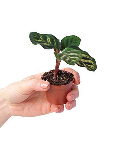 PLNTS - Baby Calathea Makoyana (Gebetspflanze) - Zimmerpflanzen, Pflanzen Echt, Nachhaltige Verpackung Pfauenpflanze- 6cm Topf - Höhe 10cm - Direkt von der Gärtnerei von PLNTS