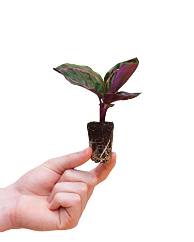 PLNTS - Baby Calathea Roseopicta Dottie - Zimmerpflanze - Gebetspflanze - Echte Pflanzen für Drinnen - 6cm Topf - Höhe 15cm von PLNTS