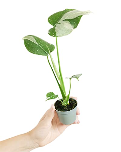 PLNTS - Baby Monstera Thai Constellation - Zimmerpflanze - Echte Pflanzen für Drinnen - 6cm Topf - Höhe 15cm von PLNTS