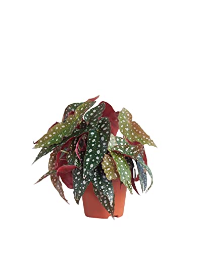 PLNTS - Begonia Maculata - Zimmerpflanzen, Pflanzen Echt, Nachhaltige Verpackung - 12cm Topf - Höhe 20cm - Direkt von der Gärtnerei von PLNTS