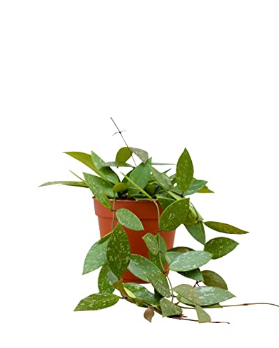 PLNTS - Hoya Gracilis (Wachsblume) - Zimmerpflanzen, Pflanzen Echt, Nachhaltige Verpackung - 12cm Topf - Höhe 20cm - Direkt von der Gärtnerei von PLNTS