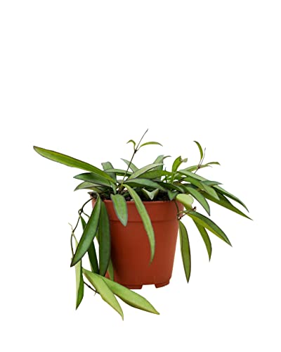 PLNTS - Hoya Wayetii (Wachsblume) - Zimmerpflanzen, Pflanzen Echt, Nachhaltige Verpackung - 12cm Topf - Höhe 20cm - Direkt von der Gärtnerei von PLNTS