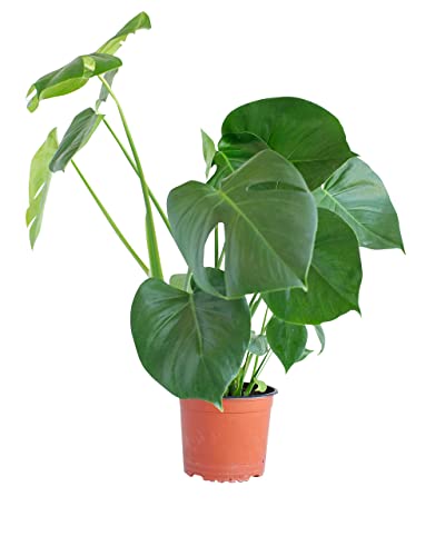 PLNTS - Monstera Deliciosa - Zimmerpflanzen, Pflanzen Echt, Nachhaltige Verpackung Fensterblatt- 17cm Topf - Höhe 65cm - Direkt von der Gärtnerei von PLNTS