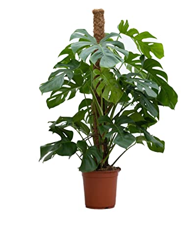 PLNTS - Monstera Pertusum - Zimmerpflanzen, Pflanzen Echt, Nachhaltige Verpackung - 24cm Topf - Höhe 120cm - Direkt von der Gärtnerei von PLNTS