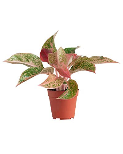 PLNTS - Aglaonema Prosperity (Kolbenfaden) - Zimmerpflanze - Zimmerpflanzen, Pflanzen Echt, Nachhaltige Verpackung -12cm Topf - Höhe 25cm - Direkt von der Gärtnerei von PLNTS