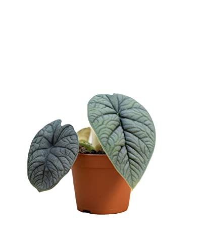 PLNTS - Alocasia Melo - Zimmerpflanzen, Pflanzen Echt, Nachhaltige Verpackung - 15cm Topf - Höhe 25cm - Direkt von der Gärtnerei von PLNTS