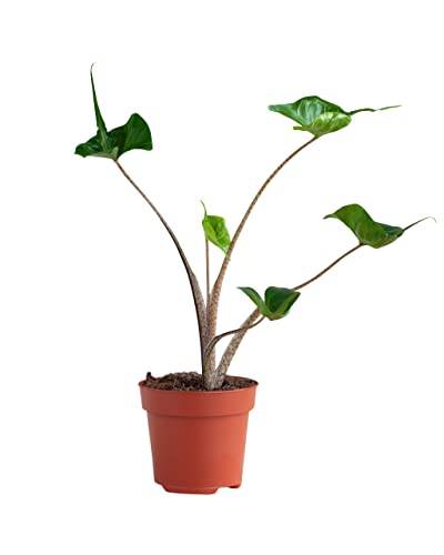 PLNTS - Alocasia Stingray (Pfeilblätter) - Zimmerpflanzen, Pflanzen Echt, Nachhaltige Verpackung - 12cm Topf - Höhe 35cm - Direkt von der Gärtnerei von PLNTS