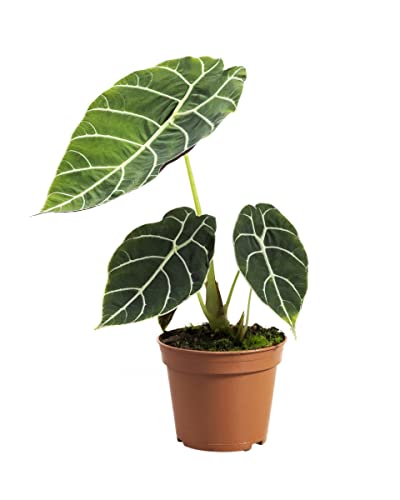 PLNTS - Alocasia Watsonia - Zimmerpflanzen, Pflanzen Echt, Nachhaltige Verpackung - 14cm Topf - Höhe 30cm - Direkt von der Gärtnerei von PLNTS