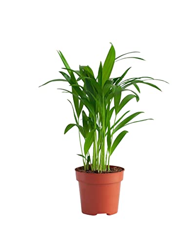 PLNTS - Areca Lutescens - Zimmerpflanzen, Pflanzen Echt, Nachhaltige Verpackung - 12cm Topf - Höhe 35cm - Direkt von der Gärtnerei von PLNTS
