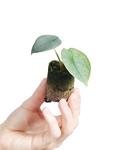 PLNTS - Baby Alocasia Alocasia Melo - Zimmerpflanzen, Pflanzen Echt, Nachhaltige Verpackung - 2cm Stecklinge - Höhe 10cm - Direkt von der Gärtnerei von PLNTS