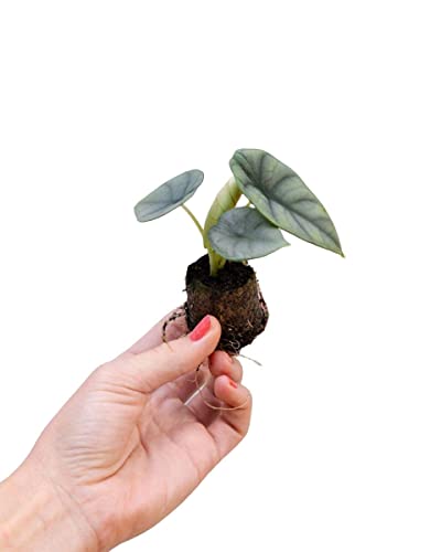PLNTS - Baby Alocasia Nebula (Pfeilblätter) - Zimmerpflanzen, Pflanzen Echt, Nachhaltige Verpackung - 2cm Stecklinge - Höhe 10cm - Direkt von der Gärtnerei von PLNTS