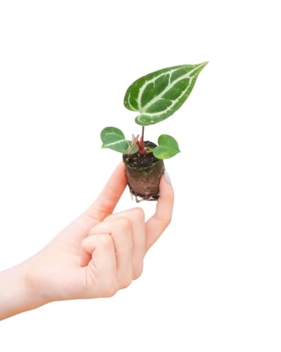 PLNTS - Baby Anthurium Anthurium Crystallinum - Zimmerpflanzen, Pflanzen Echt, Nachhaltige Verpackung - 2cm Stecklinge - Höhe 10cm - Direkt von der Gärtnerei von PLNTS