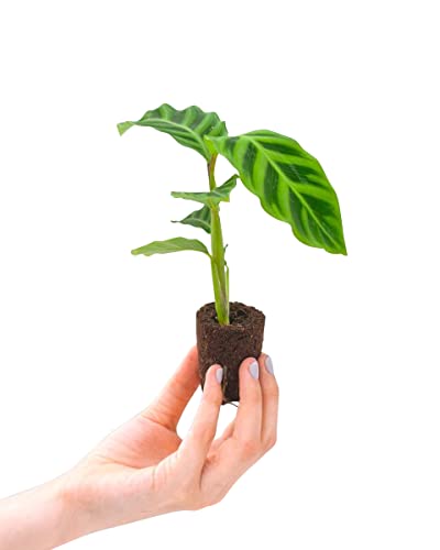 PLNTS - Baby Calathea Zebrina (Gebetspflanze) - Zimmerpflanzen, Pflanzen Echt, Nachhaltige Verpackung - 2cm Stecklinge - Höhe 15cm - Direkt von der Gärtnerei von PLNTS