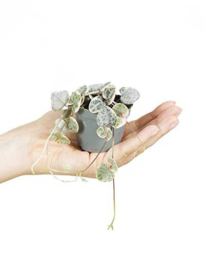 PLNTS - Baby Ceropegia Ceropegia Woodii Variegata - Zimmerpflanze - Echte Pflanzen für Drinnen - 6cm Topf - Höhe 10cm von PLNTS