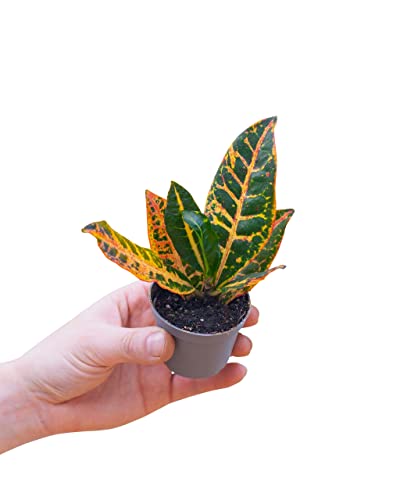 PLNTS - Baby Codiaeum Petra (Wunderstrauch) - Zimmerpflanzen, Pflanzen Echt, Nachhaltige Verpackung - 6cm Topf - Höhe 15cm - Direkt von der Gärtnerei von PLNTS