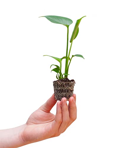 PLNTS - Baby Monstera Deliciosa - Zimmerpflanzen, Pflanzen Echt, Nachhaltige Verpackung Köstliches Fensterblatt- 4cm Stecklinge - Höhe 20cm - Direkt von der Gärtnerei von PLNTS