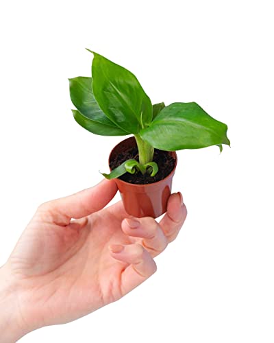PLNTS - Baby Musa Dwarf (Bananepflanze) - Zimmerpflanze - Zimmerpflanzen, Pflanzen Echt, Nachhaltige Verpackung -2cm Stecklinge - Höhe 15cm - Direkt von der Gärtnerei von PLNTS