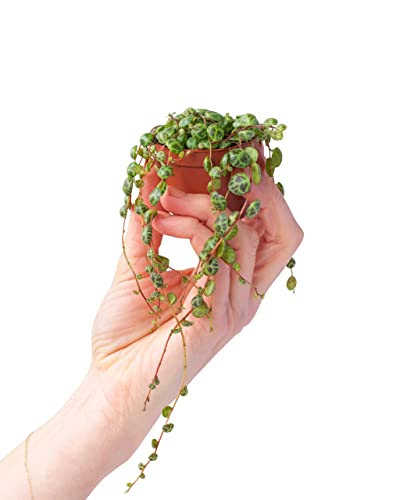 PLNTS - Baby Peperomia Prostrata - Zimmerpflanze - Zwergpfeffer - Echte Pflanzen für Drinnen - 6cm Topf - Höhe 10cm PLNTS - Baby Peperomia Prostrata - Zimmerpflanze - Zwergpfeffer - Echte Pflanzen für Drinnen - 6cm Topf - Höhe 10cm von PLNTS
