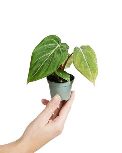 PLNTS - Baby Philodendron Gloriosum - Zimmerpflanze - Zimmerpflanzen, Pflanzen Echt, Nachhaltige Verpackung - 3cm Stecklinge - Höhe 8cm von PLNTS