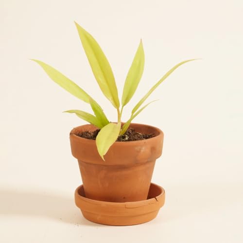 PLNTS - Baby Philodendron Golden Saw - Zimmerpflanze - Zimmerpflanzen, Pflanzen Echt, Nachhaltige Verpackung - 3cm Stecklinge - Höhe 8cm - Direkt von der Gärtnerei von PLNTS