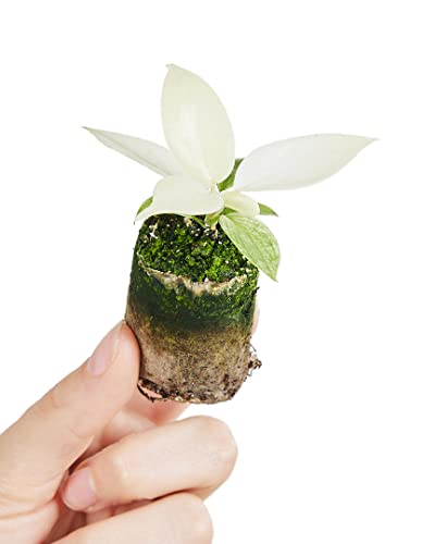 PLNTS - Baby Philodendron Florida Ghost - Zimmerpflanze - Echte Pflanzen für Drinnen - 3cm Stecklinge - Höhe 8cm von PLNTS