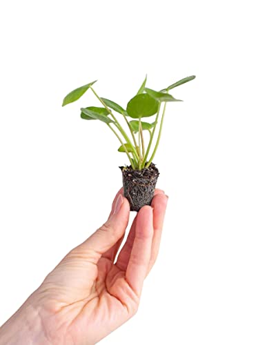 PLNTS - Baby Pilea Peperomioides Pfannkuchenpflanze - Zimmerpflanze - Ufopflanze - Echte Pflanzen für Drinnen - 2cm Stecklinge - Höhe 15cm von PLNTS