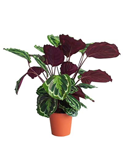 PLNTS - Calathea Medallion (Gebetspflanze) - Zimmerpflanze - Zimmerpflanzen, Pflanzen Echt, Nachhaltige Verpackung - 19cm Topf - Höhe 60cm - Direkt von der Gärtnerei von PLNTS