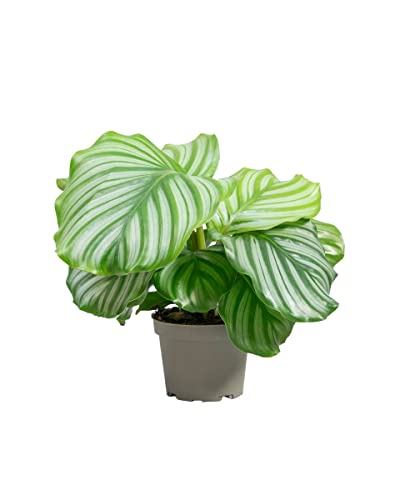 PLNTS - Calathea Orbifolia - Zimmerpflanze - Zimmerpflanzen, Pflanzen Echt, Nachhaltige Verpackung - 14cm Topf - Höhe 30cm - Direkt von der Gärtnerei von PLNTS