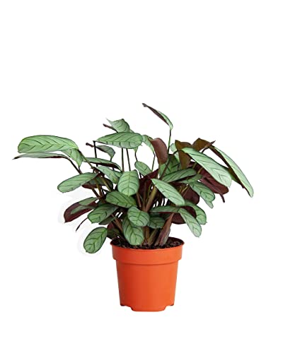PLNTS - Ctenanthe Amagris - Zimmerpflanzen, Pflanzen Echt, Nachhaltige Verpackung - 12cm Topf - Höhe 20cm - Direkt von der Gärtnerei von PLNTS
