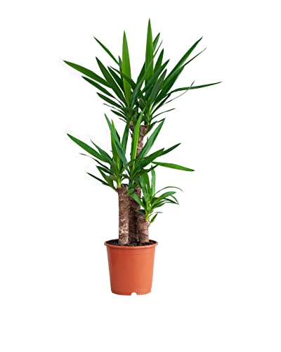 PLNTS - Elephantipes Yucca - Zimmerpflanzen, Pflanzen Echt, Nachhaltige Verpackung - 21cm Topf - Höhe 100cm - Direkt von der Gärtnerei von PLNTS