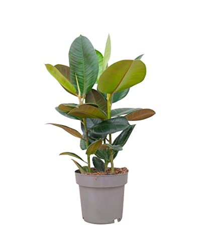 PLNTS - Ficus Elastica Robusta (Feigen) - Zimmerpflanze Echt, Nachhaltige Verpackung Gummibaum- Inklusive 24cm Topf - Höhe 100cm - Direkt von der Gärtnerei von PLNTS