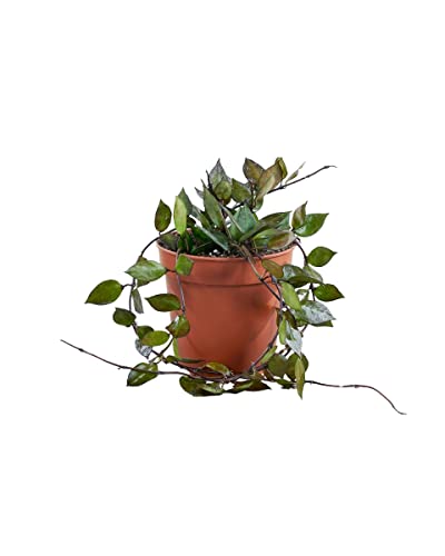 PLNTS - Hoya Kroniana Black - Zimmerpflanzen, Pflanzen Echt, Nachhaltige Verpackung - 12cm Topf - Höhe 25cm - Direkt von der Gärtnerei von PLNTS