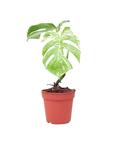 PLNTS - Monstera Deliciosa Variegated - Zimmerpflanzen, Pflanzen Echt, Nachhaltige Verpackung - 15cm Topf - Höhe 45cm - Direkt von der Gärtnerei von PLNTS