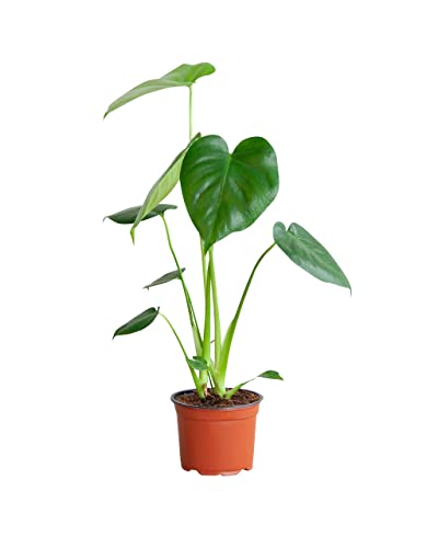 PLNTS - Monstera Deliciosa - Zimmerpflanzen, Pflanzen Echt, Nachhaltige Verpackung Fensterblatt- 12cm Topf - Höhe 45cm - Direkt von der Gärtnerei von PLNTS